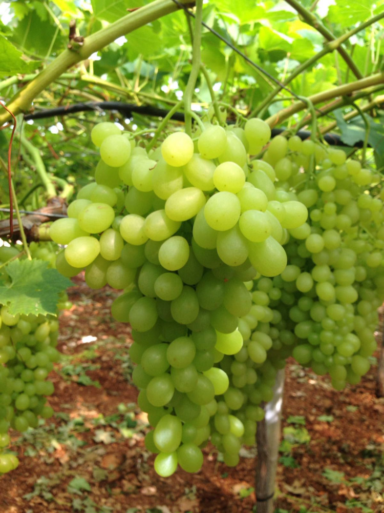 Grapes